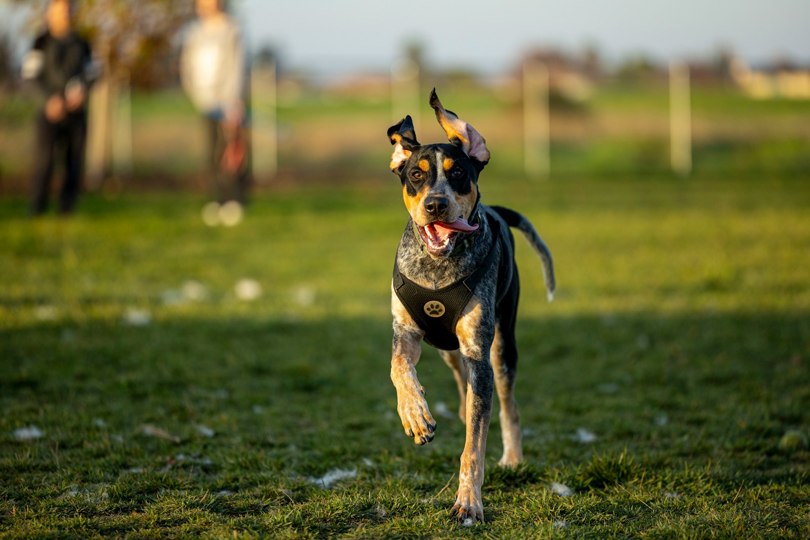 Dog Mental Health: Why Your Dog’s Emotional Wellbeing Matters